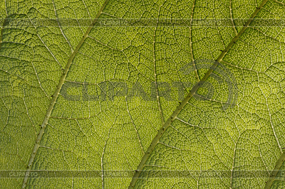 Gunnera manicata, Mammutblatt, Riesen-Rhabarber | Фото большого размера |ID 4164347