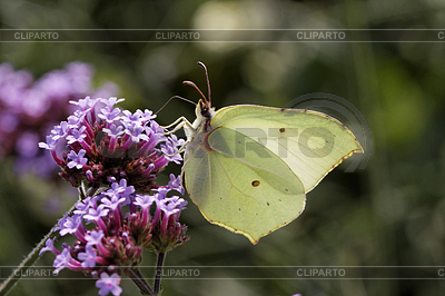 Gonepteryx rhamni, Zitronenfalter Markt auf Eisenkraut, | Foto mit hoher Auflösung |ID 4167759