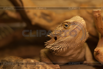 Pogona | Фото большого размера |ID 4158500