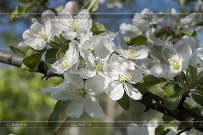 Tree, branch, spring, flower, blossom, apple, fruit | High resolution stock photo |ID 4184899