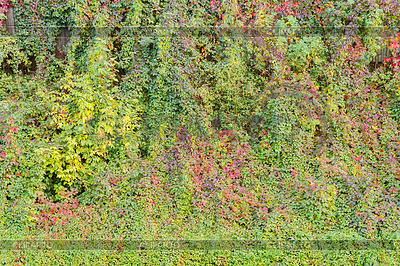 Colorful leaves on fence at autumn | High resolution stock photo |ID 7058078
