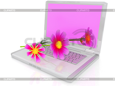 Cosmos flor en la computadora portátil | Ilustración de alta resolución |ID 4371966