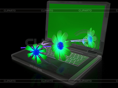 Cosmos flor en la computadora portátil | Ilustración de alta resolución |ID 5348252