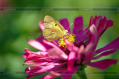 Yellow butterfly on flower | High resolution stock photo |ID 4233127