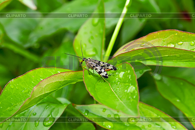 Poco Fly | Foto de alta resolución |ID 4316046