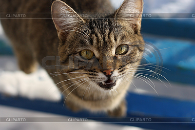 Gato enojado siseo | Foto de alta resolución |ID 5523507
