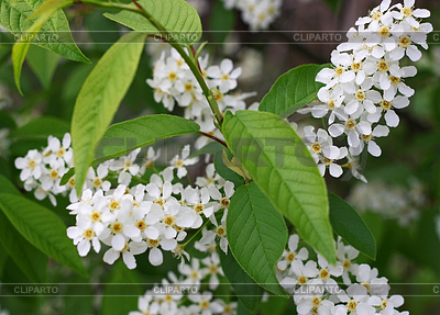 Branches of bird-cherry | High resolution stock photo |ID 5571834