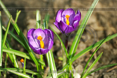 Crocus flores | Foto de alta resolución |ID 6754789
