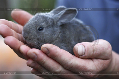 Rabbit is held in hands of man | High resolution stock photo |ID 7548318