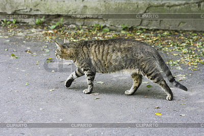Katze läuft auf Asphalt zwischen abgefallenen Blättern | Foto mit hoher Auflösung |ID 7553621