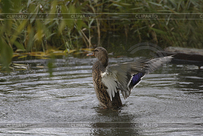 Duck has spread its wings and is splashing water | High resolution stock photo |ID 7576762