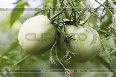 Tomates verdes inmaduros grandes cuelgan de las ramas | Foto de alta resolución |ID 7585316