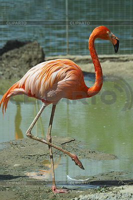 Flamenco | Foto de alta resolución |ID 5434771