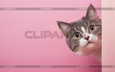 Gato, ama a tu mascota día, banner, tarjeta de felicitación, social m | Foto de alta resolución |ID 7559810