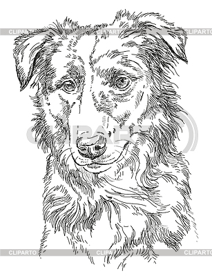 Border collie | Ilustración vectorial de stock |ID 6303886