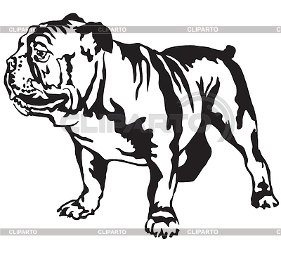Retrato de pie decorativo de perro Inglés | Ilustración vectorial de stock |ID 6365977