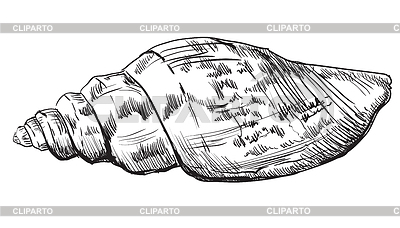 Dibujo a mano seashell- | Ilustración vectorial de stock |ID 6518428