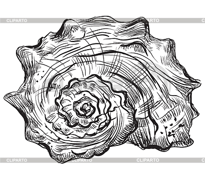 Dibujo a mano seashell- | Ilustración vectorial de stock |ID 6518438