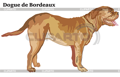 Color decorativo retrato de pie del perro Dogue d | Ilustración vectorial de stock |ID 6519620