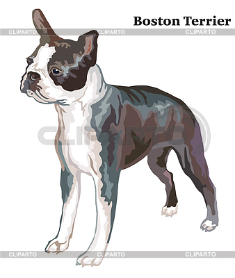 Retrato de pie decorativo coloreado de Boston | Ilustración vectorial de stock |ID 6522462