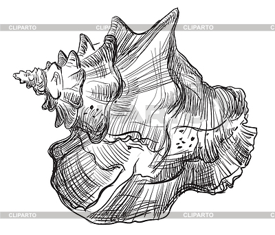 Hand drawing seashell-13 | Stock Vector Graphics |ID 6523549