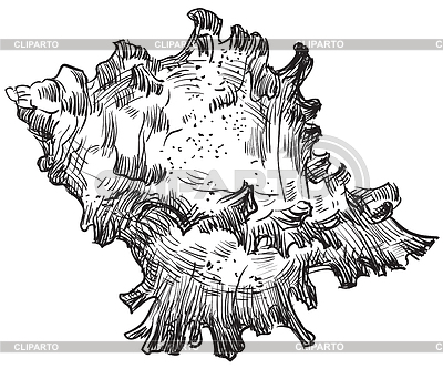 Hand drawing seashell-19 | Stock Vector Graphics |ID 6523559