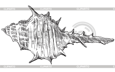 Dibujo a mano seashell-23 | Ilustración vectorial de stock |ID 6526789