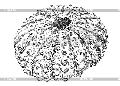 Dibujo a mano seashell-28 | Ilustración vectorial de stock |ID 6526799