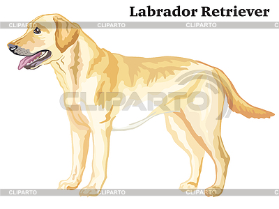 Colored decorative standing portrait of Labrador | Stock Vector Graphics |ID 6527283