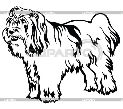 Retrato decorativo de pie de Terrier tibetano | Ilustración vectorial de stock |ID 6541858