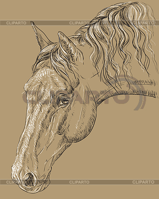 Horse portrait-4 on brown background | Stock Vector Graphics |ID 6552379