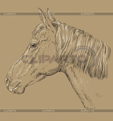 Horse portrait-9 on brown background | Stock Vector Graphics |ID 6552389