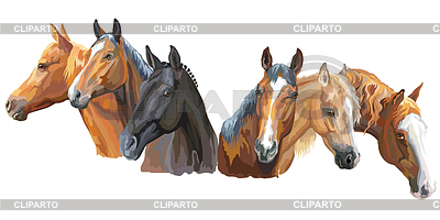 Conjunto de razas de caballos | Ilustración vectorial de stock |ID 6554179