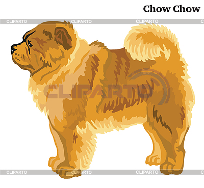 Farbiges dekoratives stehendes Porträt von Chow Chow | Stock Vektorgrafik |ID 6675209
