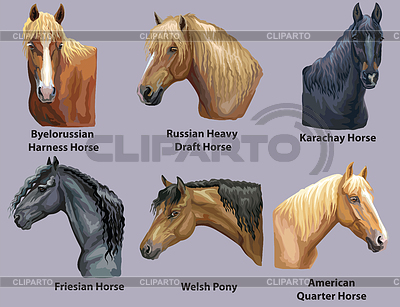 Conjunto de retratos de razas de caballos. | Ilustración vectorial de stock |ID 6744126