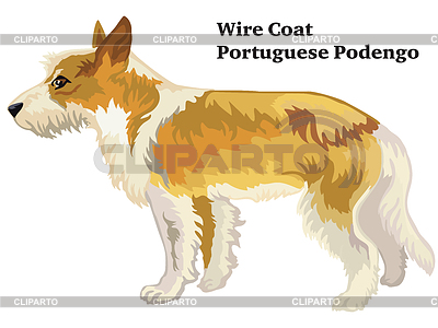 Retrato de pie decorativo coloreado de Wire Coat | Ilustración vectorial de stock |ID 6867780