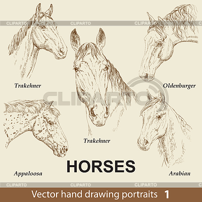 Set of hand drawing horses  | Stock Vector Graphics |ID 7004879