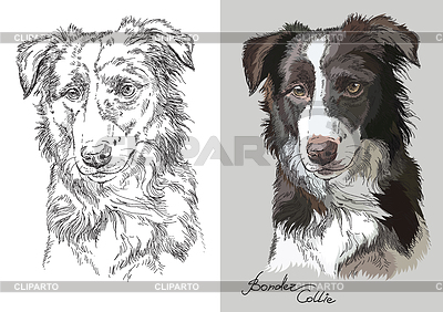 Retrato de perro border collie | Ilustración vectorial de stock |ID 7139819
