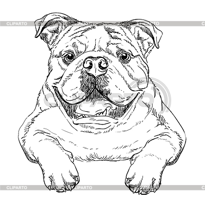 Bulldog dog hand drawing portrait | Stock Vector Graphics |ID 7263386