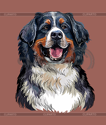 Berner Sennenhund Handzeichnung Farbe | Stock Vektorgrafik |ID 7264629