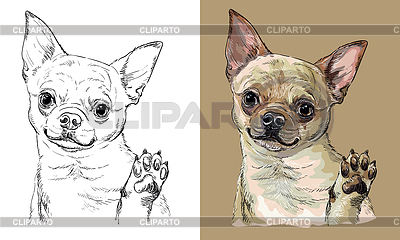 Dibujo a mano perro chihuahua monocromo y color | Ilustración vectorial de stock |ID 7292511