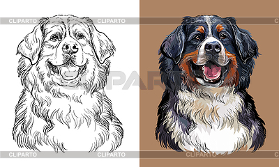 Dibujo a mano alzada, perro de montaña bernés, monocromo y | Ilustración vectorial de stock |ID 7292515