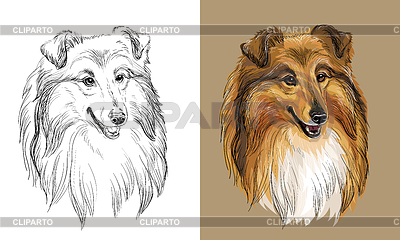 Dibujo a mano perro collie monocromo y color | Ilustración vectorial de stock |ID 7292528