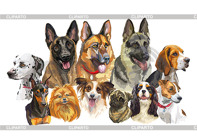 Realistic dogs of different breeds | Stock Vector Graphics |ID 7346467