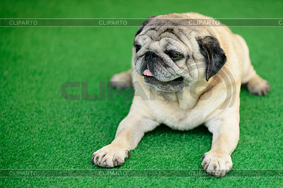 Haustier freundlich Mops Hund liegen | Foto mit hoher Auflösung |ID 6363239