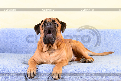 Big dog bullmastiff animals barking theme | High resolution stock photo |ID 6825270